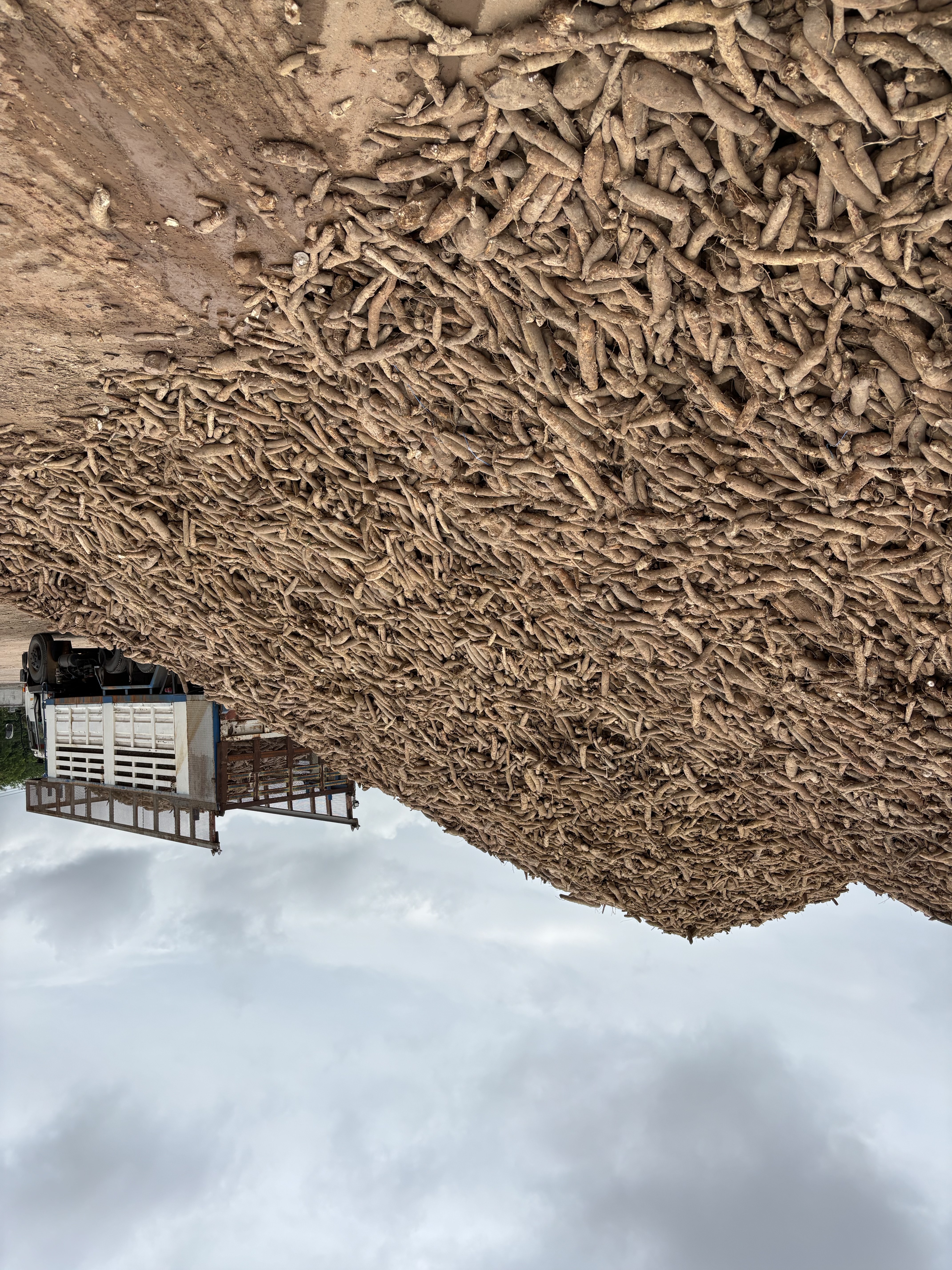 Cassava raw material sourcing