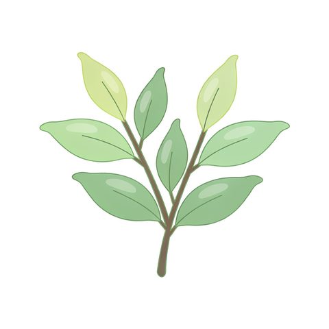 Green tea flavour