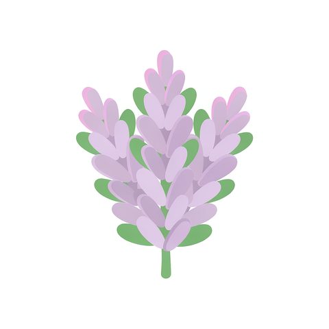 Lavender flavour